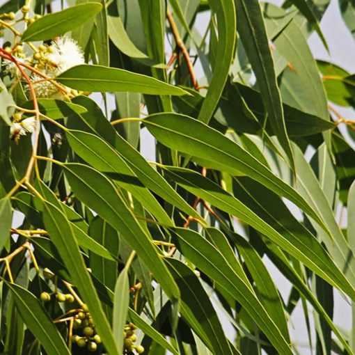 100% Tisztaságú Citromos Eukaliptusz Illóolaj