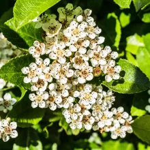 100% Tisztaságú Litsea Cubeba Illóolaj
