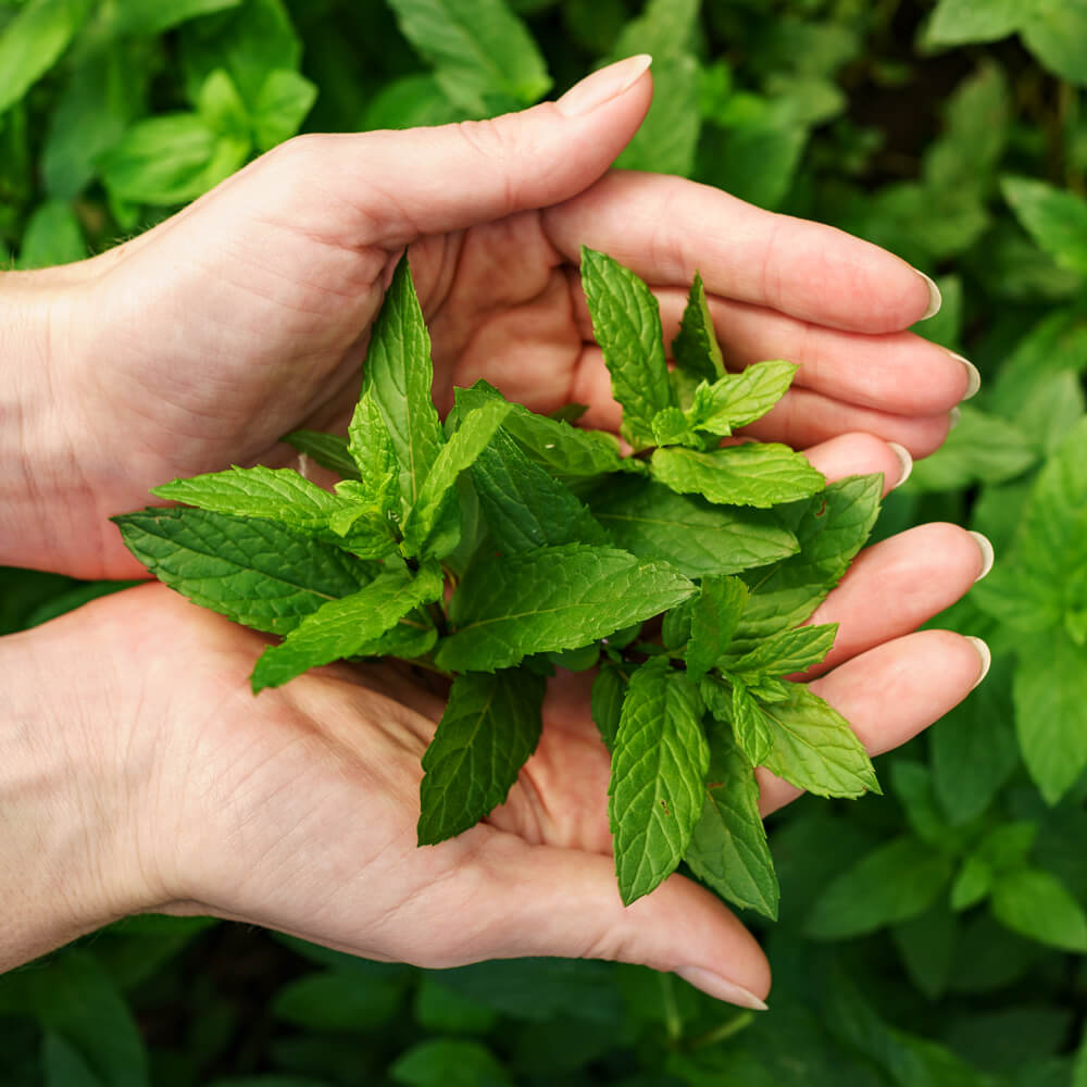Borsmenta illóolaj hatása, használata és 14 bevált tipp