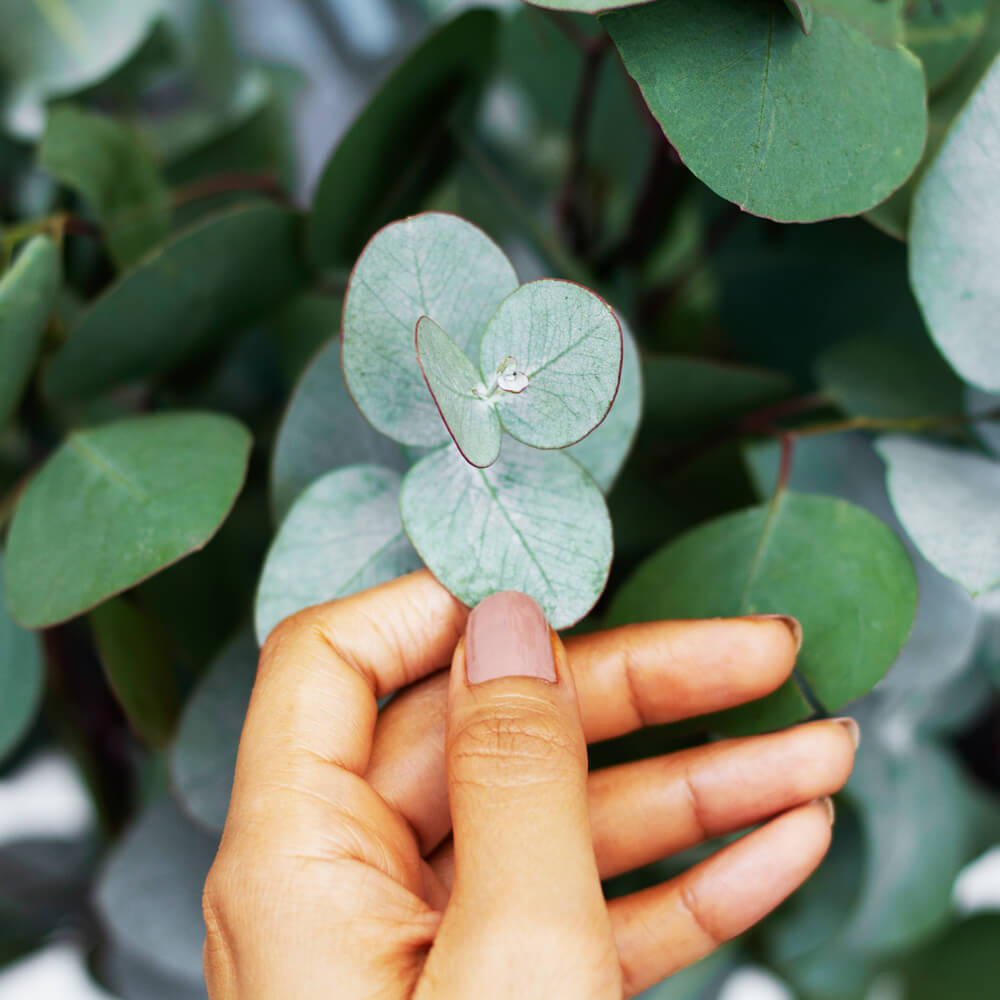 Eukaliptusz illóolaj hatása, használata és 12 praktikus tipp