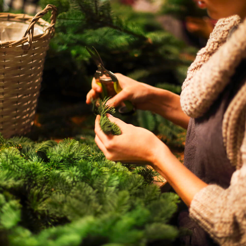 Fenyő illóolaj hatása, használata és 11 praktikus tipp