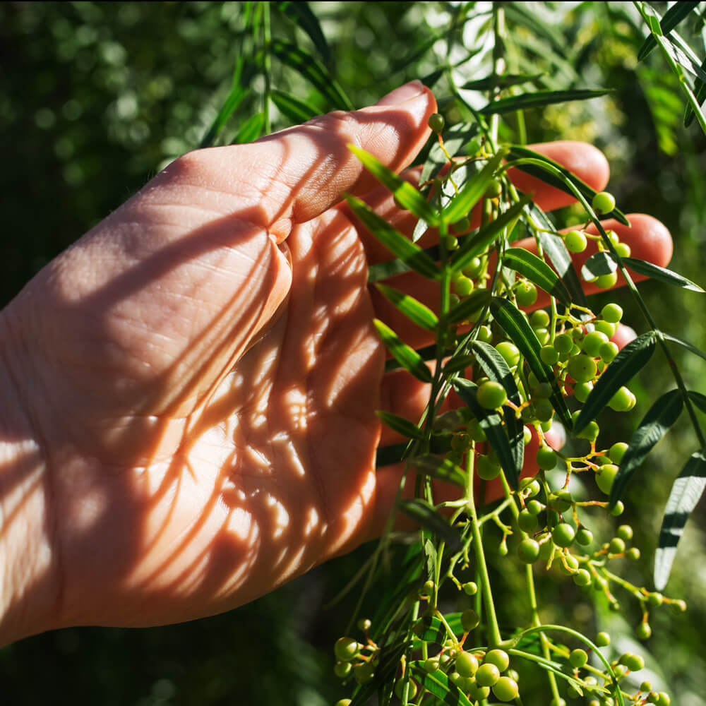 Litsea cubeba illóolaj hatása, használata és 10 tipp a mindennapi használatra